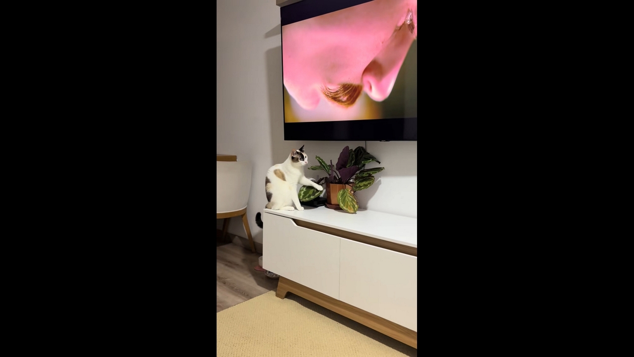 Curious cat Nala playfully swats plant leaves in Bogotá, Colombia