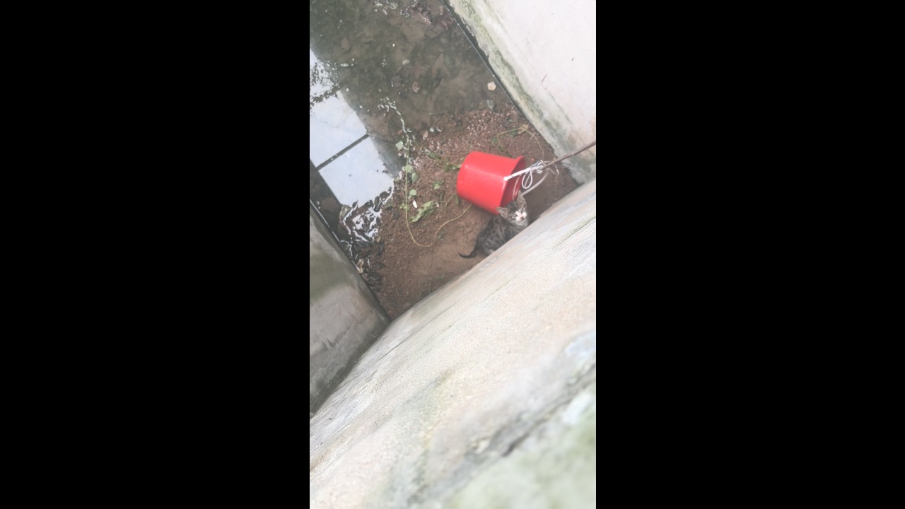 Small kitten safely rescued after becoming trapped in a deep concrete pit in Shandong, China