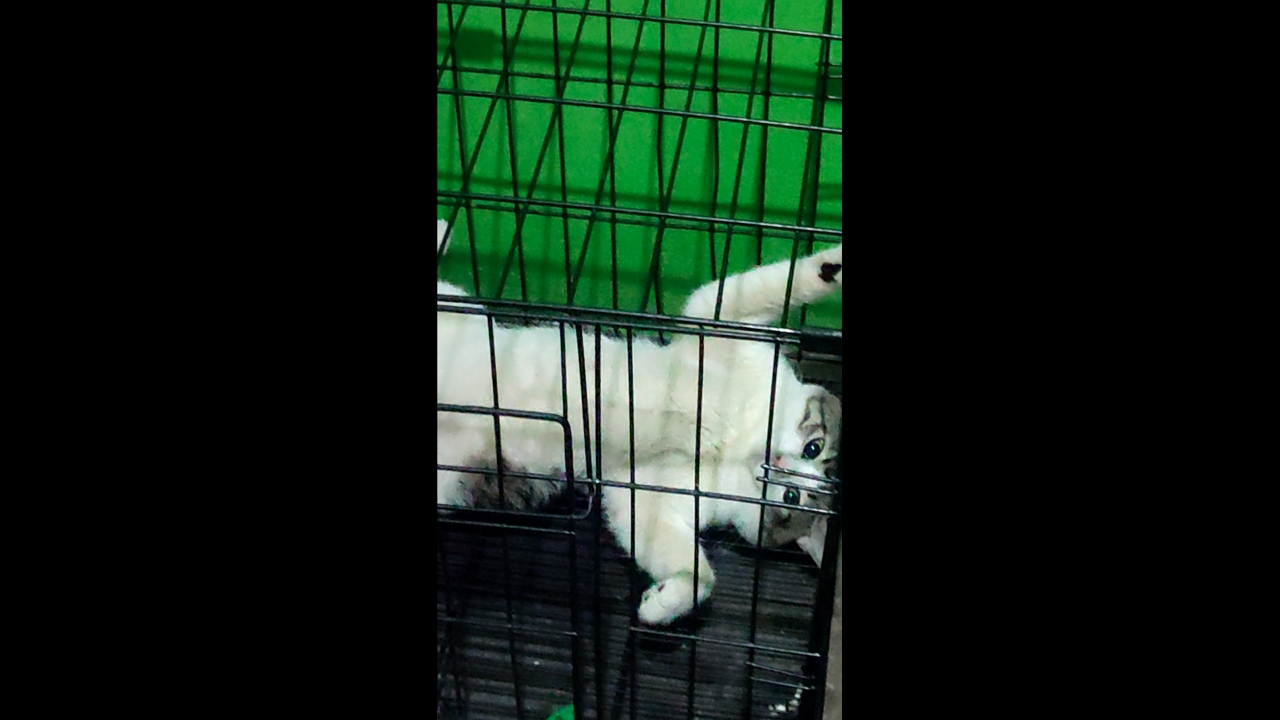 Baybay the Puspin relaxes inside cage in Biñan, Laguna, Philippines