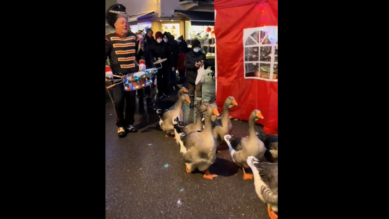 Goose parade passes through Samoëns, France