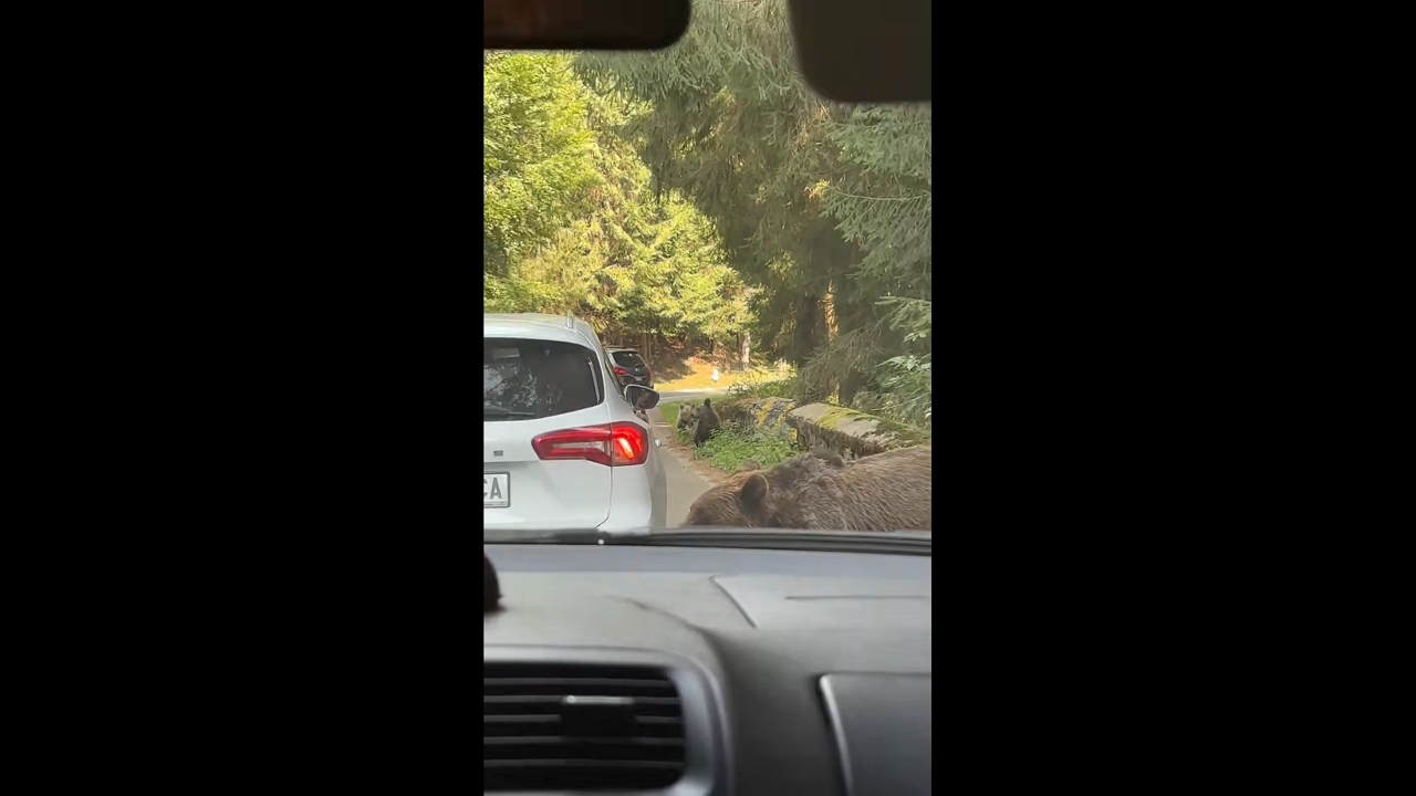 Bear tears bumper from car along Transfăgărășan road in Sibiu, Romania