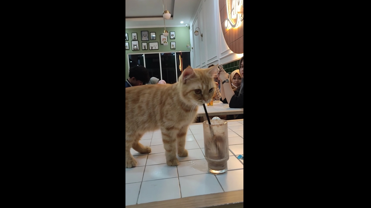 Cat's curious encounter with straw in Semarang café