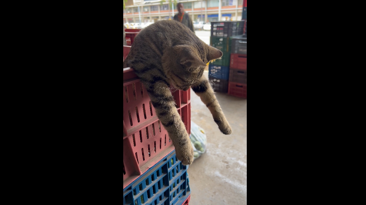 Cat sleeps on crate edge in Itagüí, Antioquia