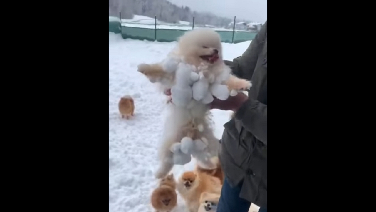 Playful Pomeranians enjoying the snow at a breeder in Österreich, Austria,