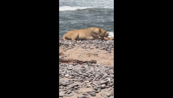Lioness rests on beach side in Skeleton Coast, Namibia