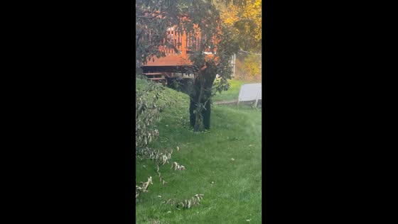 Alaskan resident captures fascinating video of black bear cub enjoying yard stroll and cherry feast