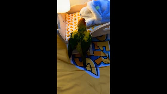 Sun conure goes to bed on its own in Zhejiang, China