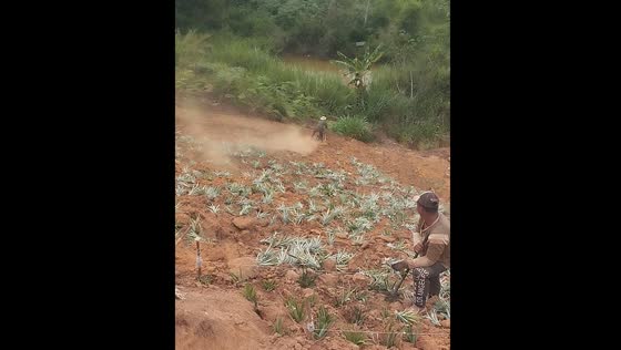 Cyclist falls while riding down steep tilled farm in Colombia