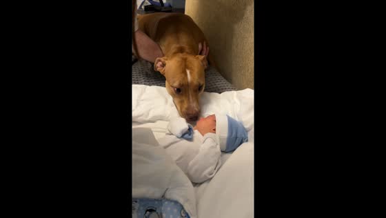 Pit bull meets newborn baby for first time in Minsk
