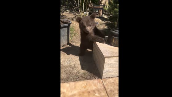 Cub playtime: bear and buddy's outdoor fun