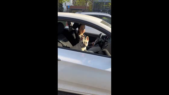 French Bulldog barks back during playful encounter in Krasnodar, Russia