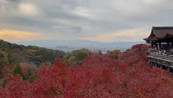 Kiyomizu-dera glows in breathtaking pink-tinted autumn scenery in Kyoto, Japan