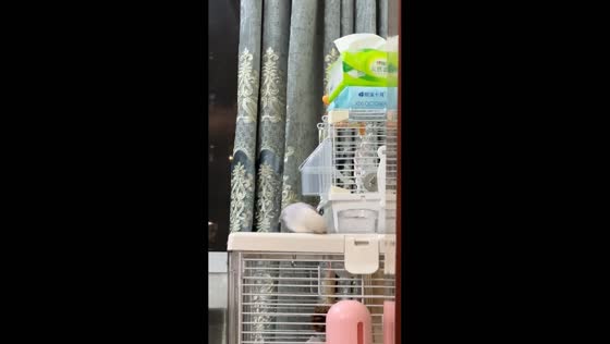 Parakeet rubs beak on top of cage in Zhejiang, China
