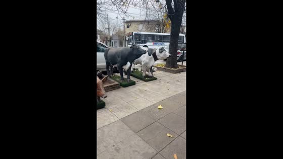 Dog excitedly investigates cow statue in Buenos Aires, Argentina