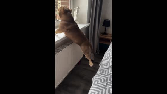 Dog falls short of window in St. Petersburg, Russia,