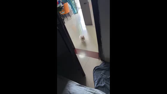 Excited Pomeranian runs to owner in Guangdong, China