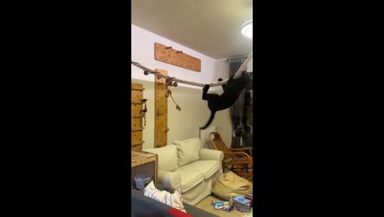 Black cat impressively climbs rope in Hubei, China