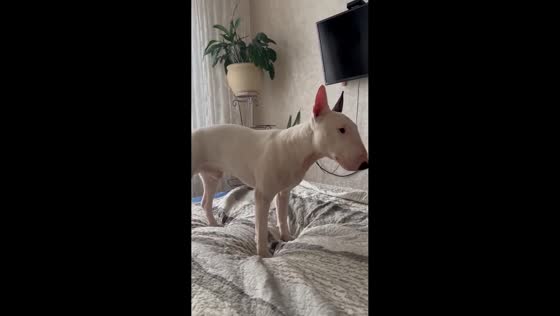 Bull terrier repeatedly dives into bed in Moscow, Russia