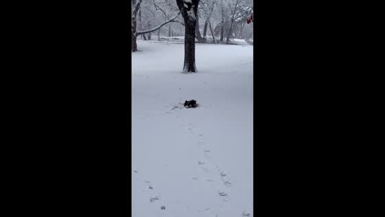 Dog makes playful snow angels during first snowfall in New York, USA