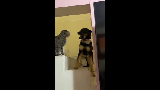 Cat and dog hilariously scuffle on stairs in Zapopan, Mexico