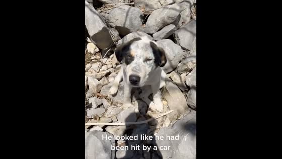 Stray dog found by the river and taken home by kind-hearted individual