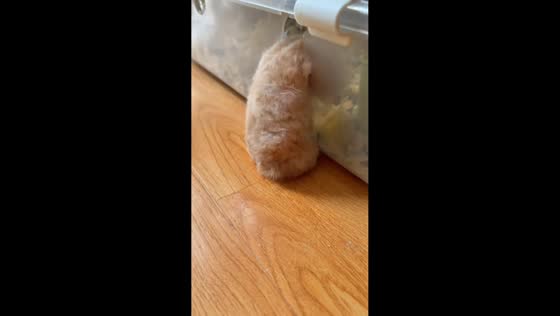 Hamster struggles to escape from broken container, Sichuan, China