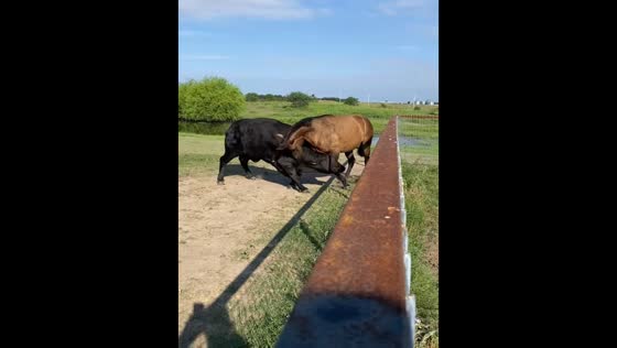 Playful bull and horse interaction in Temple, Texas