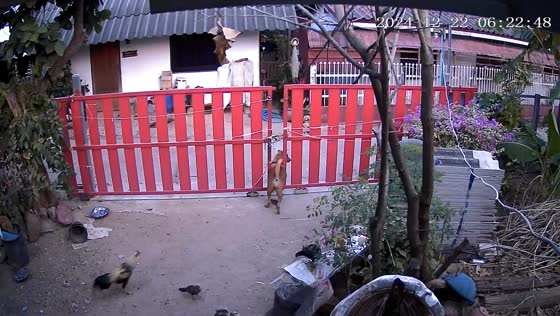 Dog struggles to pass through gate in Nakhon Ratchasima, Thailand