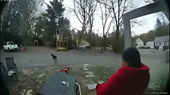 Surveillance camera catches fall: Springvale resident twists ankle exiting home