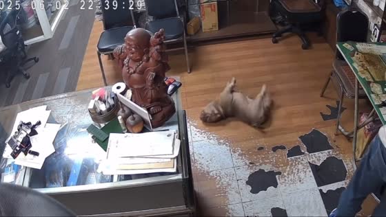 Choking dog saved by quick response in Hualien, Taiwan