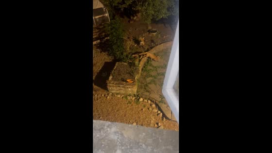 Fox repeatedly barks during backyard interaction in Chislehurst, UK