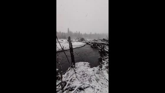 Light snowfall creates calm winter scene in Ashford, Washington, USA