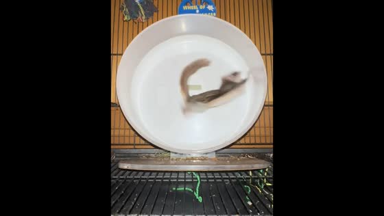 Flying squirrels race around exercise wheel in Merrick, USA