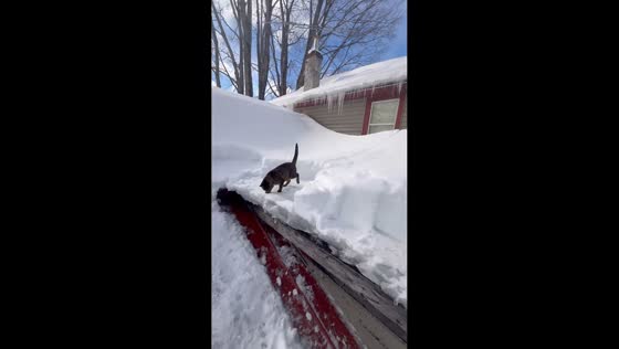Cat joins snowy rooftop scene in Altmar, New York, USA