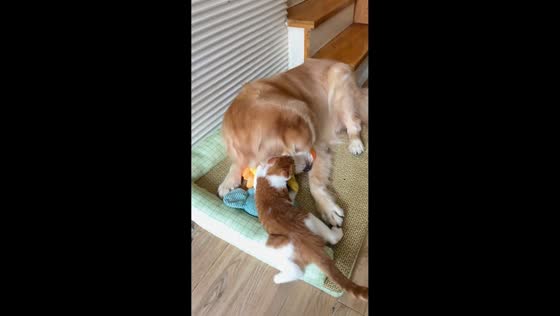 Dog and cat playfully tussle over toy in Jiangsu, China