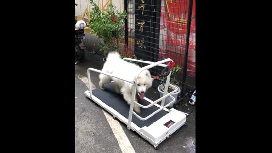 Dog runs on a small treadmill in China