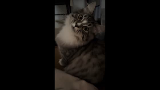 Cat reacts adorably to owner’s cute sounds in Zhejiang, China