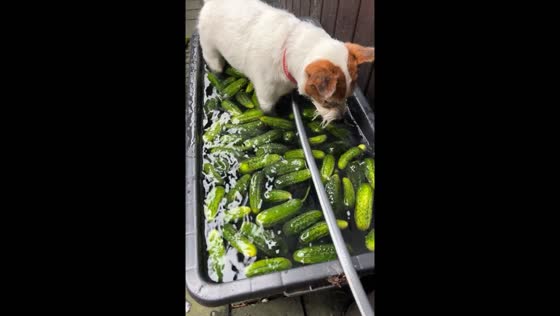 Dog picks cucumbers from water at Bazaar in Kraków, Poland