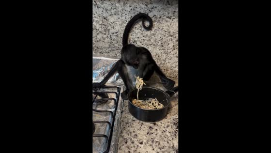 Baby monkey calmly eats pasta with a fork in Mexico
