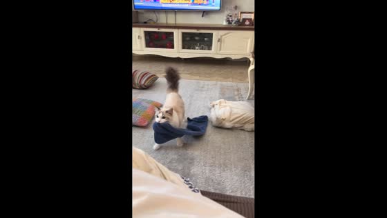 Clever cat brings blanket to sofa in Jiangsu, China
