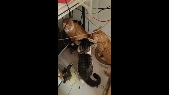 Cats seemingly having a serious meeting in Shandong, China