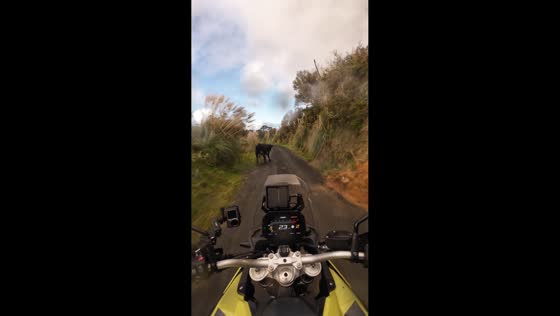 Cow blocks motorcyclist’s path on country road in Auckland, New Zealand