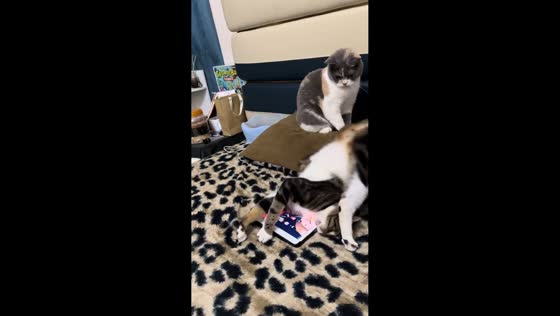 Cat plays mobile game and takes a tumble in Guangdong, China