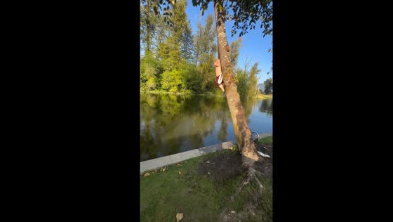 Child hits tree while swinging into water in Hatzic, British Columbia