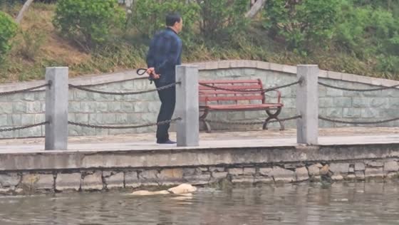 Dog swims while owner walks alongside in Anhui, China