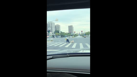 Golden retriever refuses to walk during road crossing in Shanghai, China