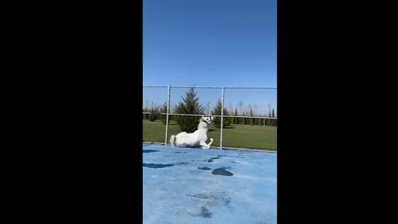 Horse collides with fence after sliding stop
