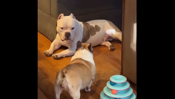 Rescued dog Luigi bonds with foster Frenchie Patty through playtime