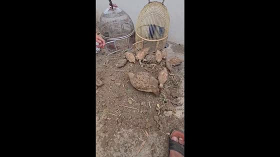 Grey Francolin and chicks enjoy dust bath in Guangdong, China
