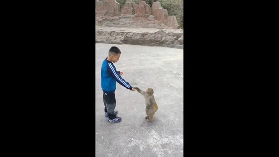 Macaque gives boy a surprise shove after taking a treat in Henan, China